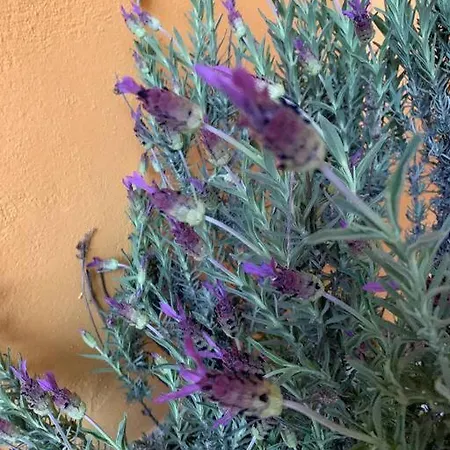 Horská chata El Encuentro - -