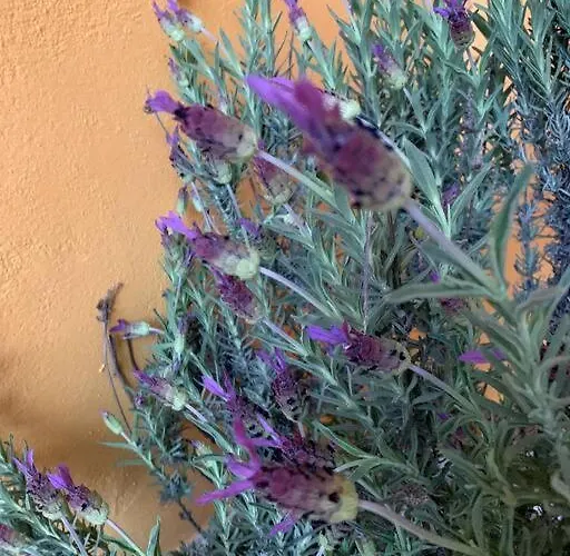 샬레 El Encuentro - -